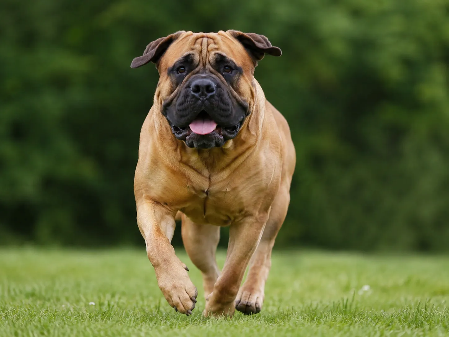 Bullmastiff