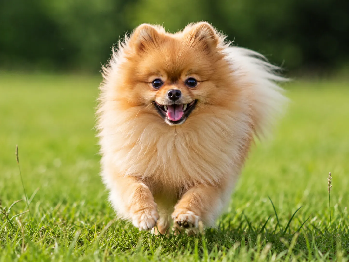 Breed image 1