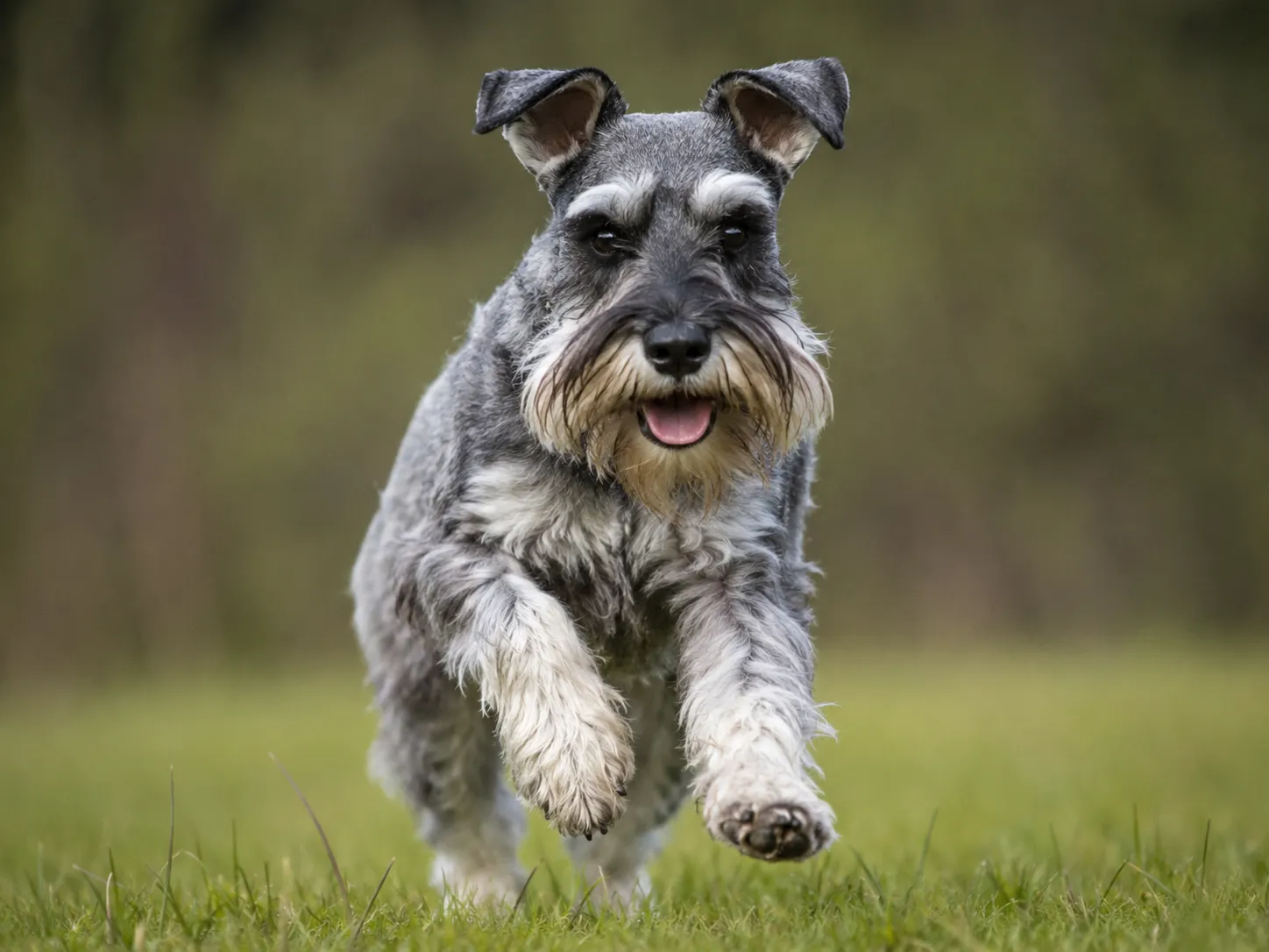 Breed image 1
