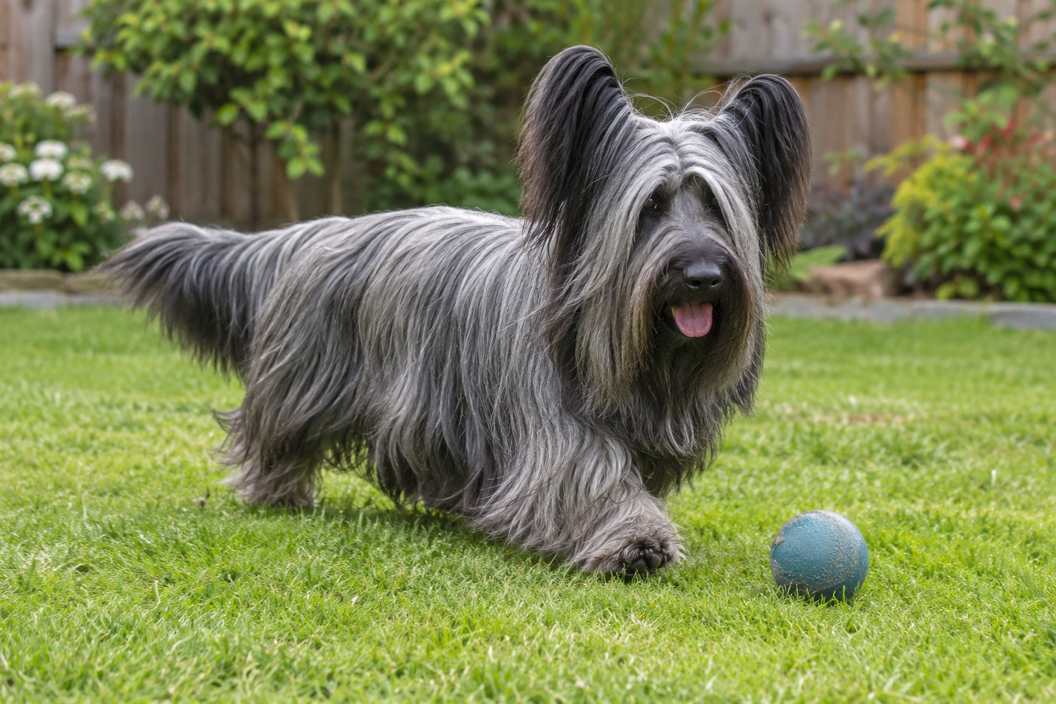 Breed image 5