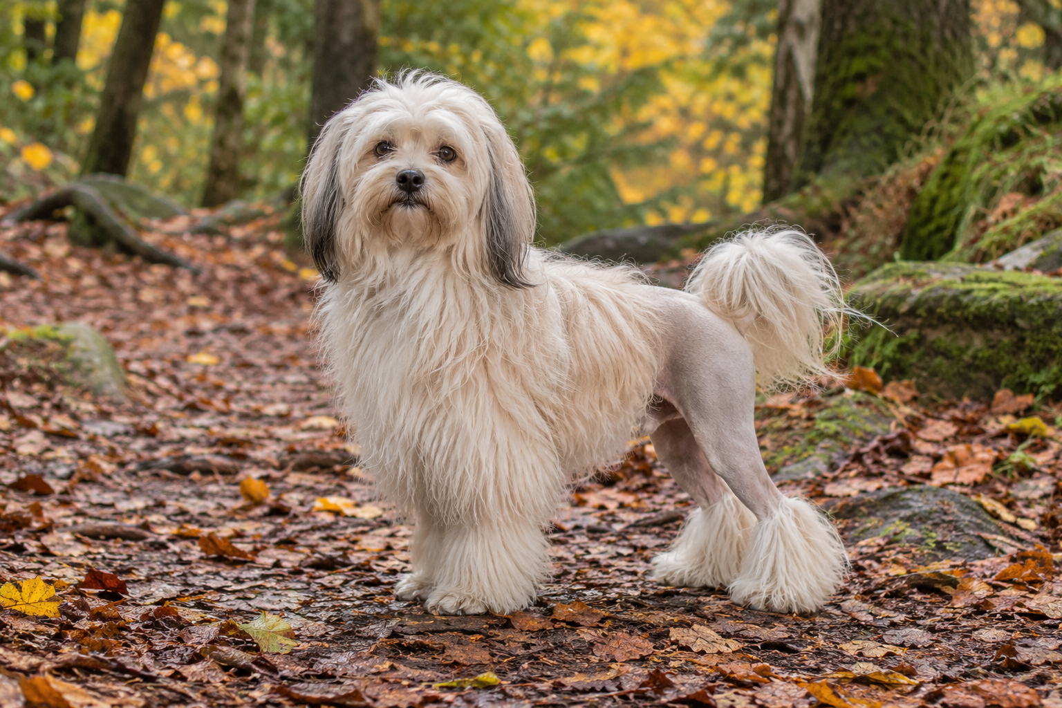 Breed image 4