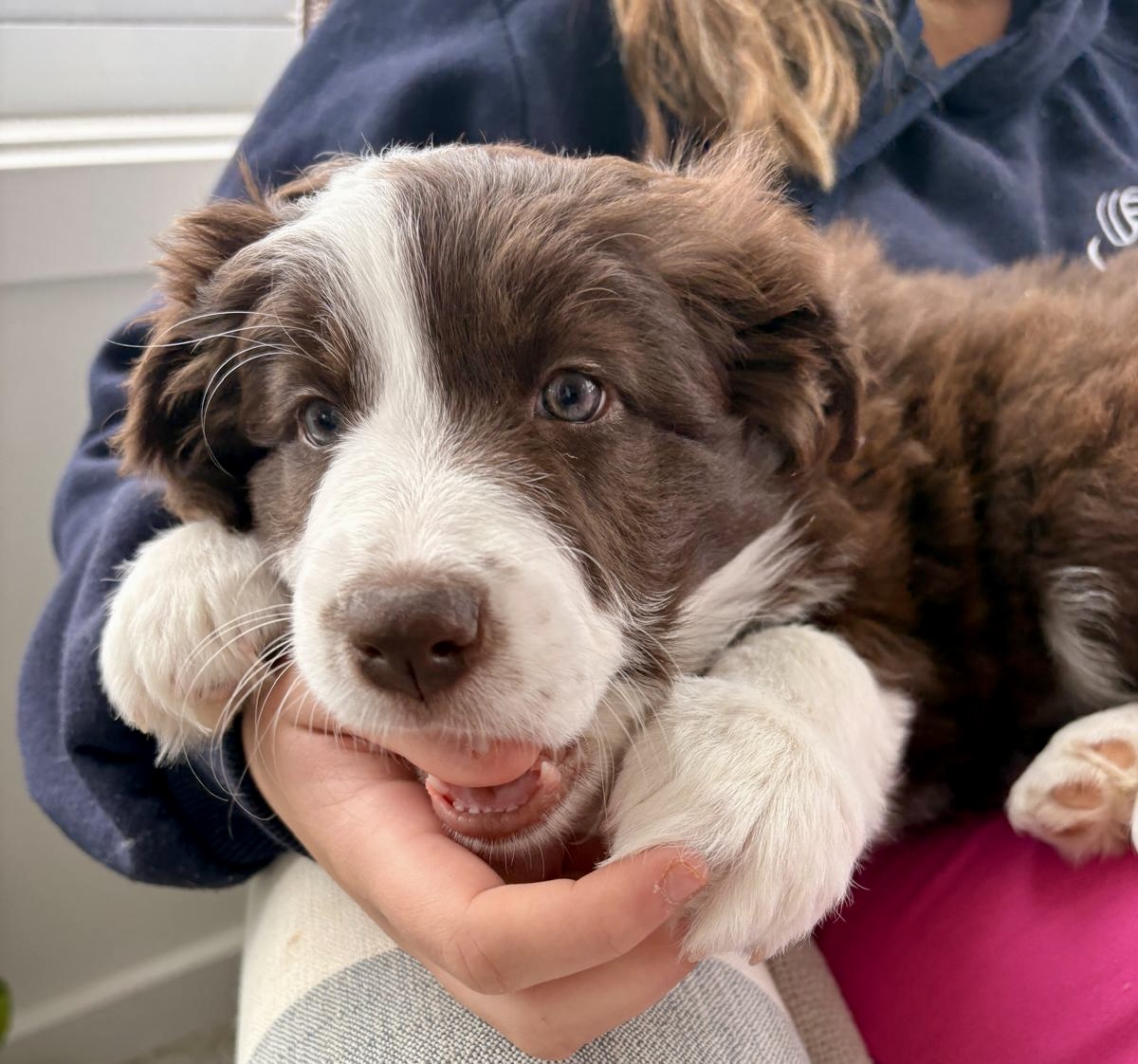 Divine Purebred Border Collie Puppies Available