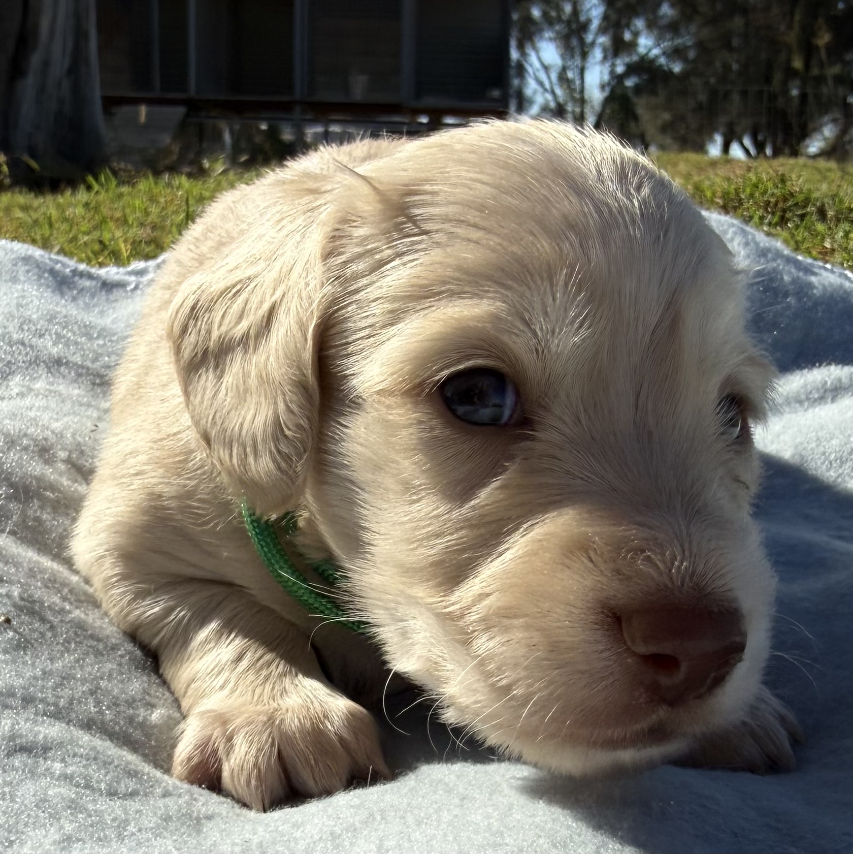 Choc Based Clear Cream Longhair Mini Dachshunds — photo 3