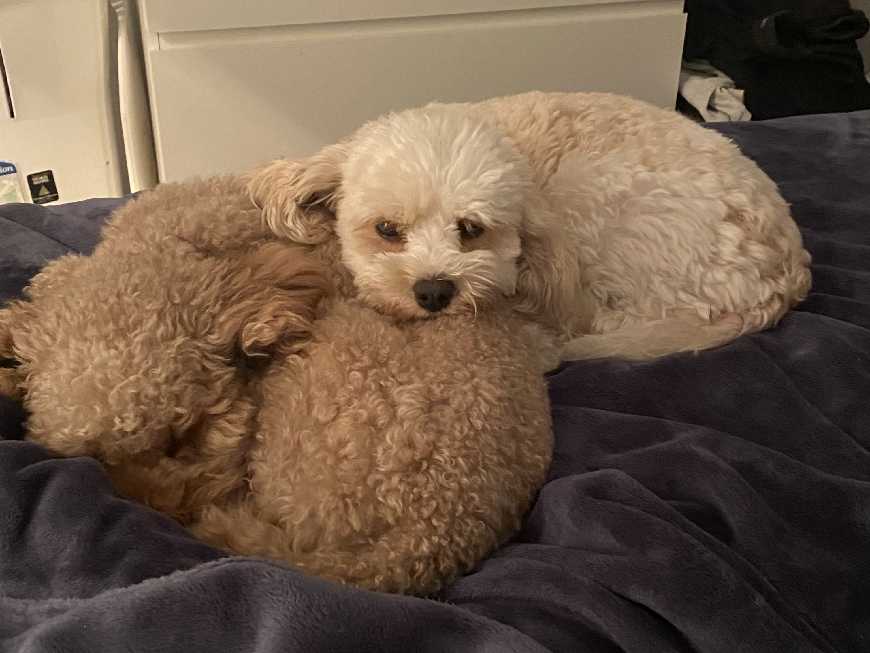 Mother — Belle — photo 2 of 4