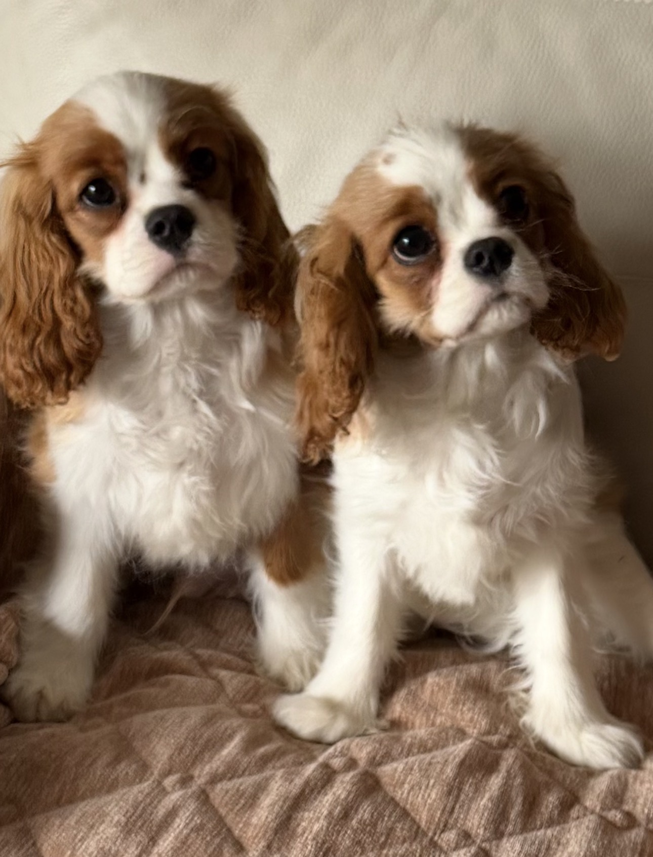 Gembelina cavaliers ANkC registered