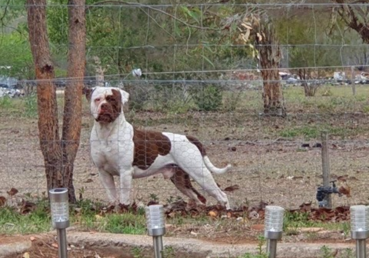 Puppies - Large Breed — photo 5