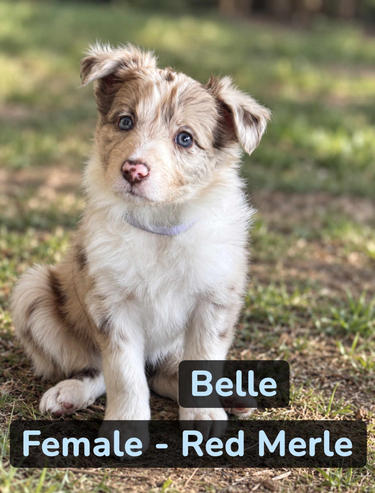 Puppy 2