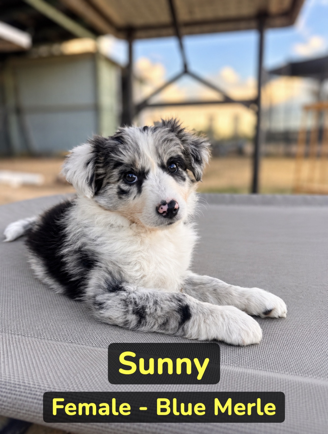 Puppy 6