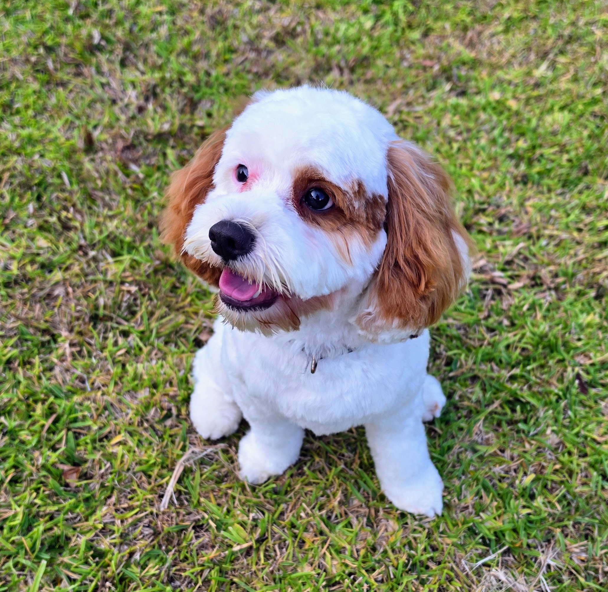 Cute Cavoodle — photo 3
