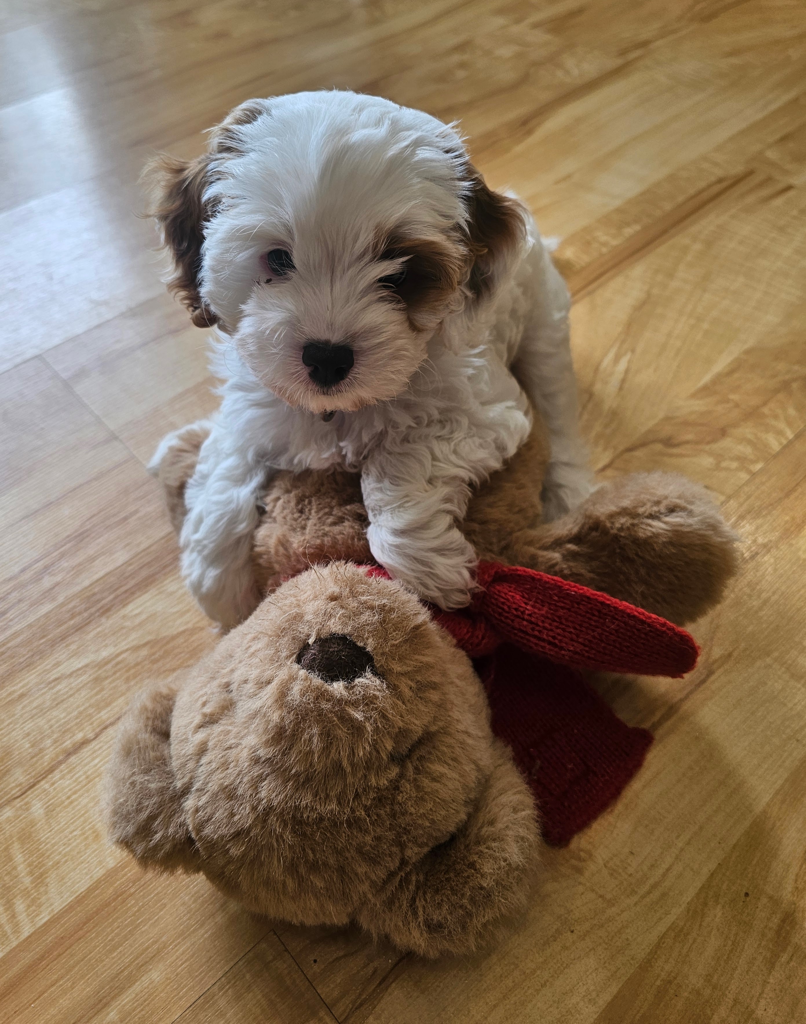 Cute Cavoodle — photo 2