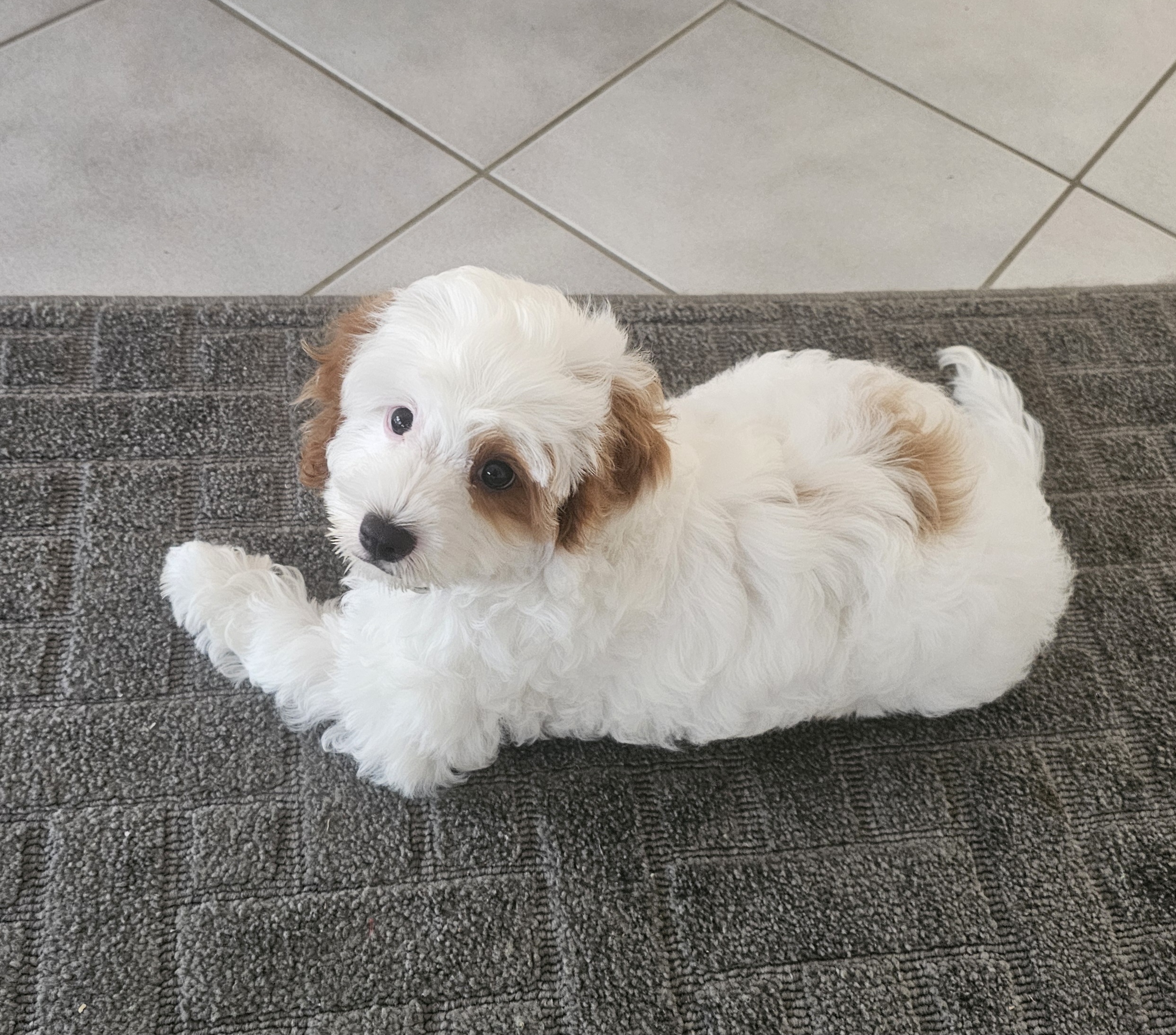 Cute Cavoodle