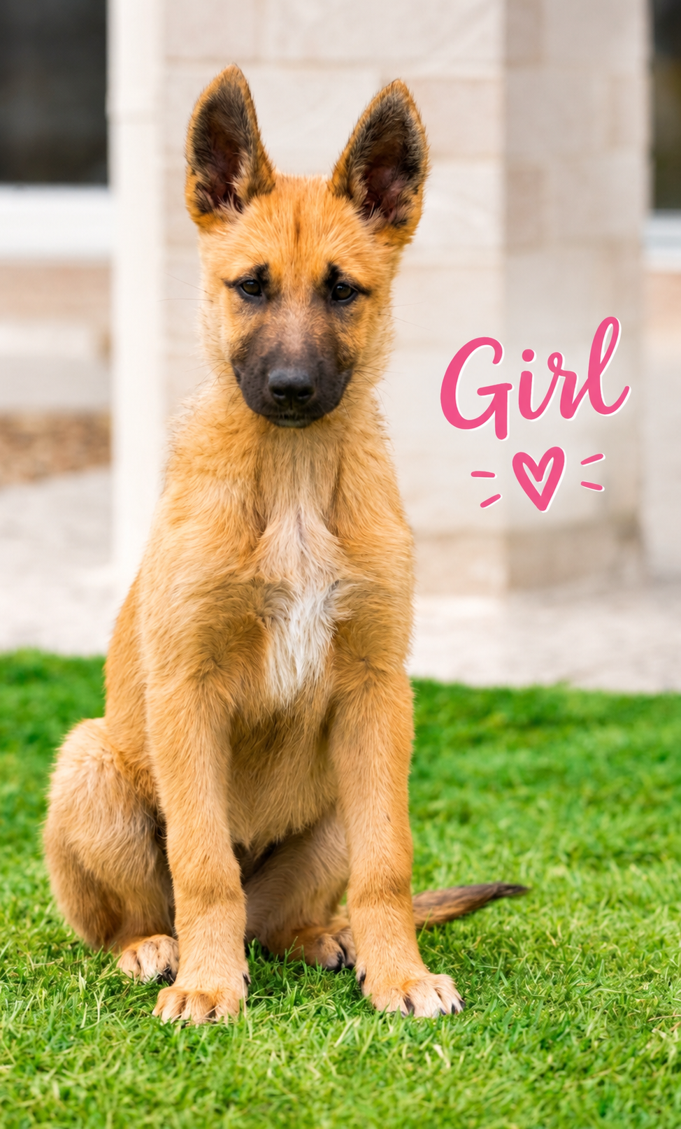 Belgian Shepard — photo 4