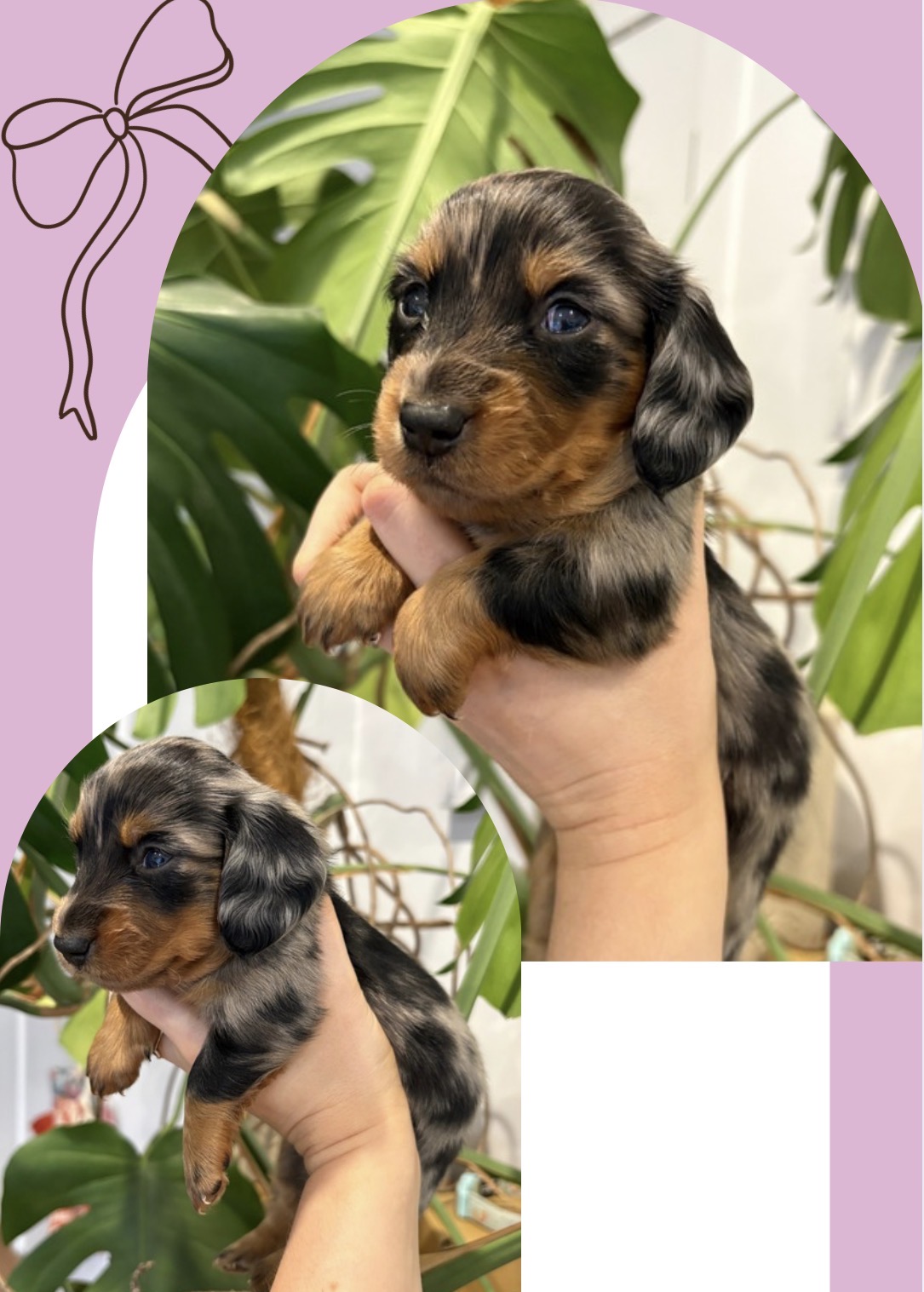Miniature Long Hair Dachshund Puppies — photo 1