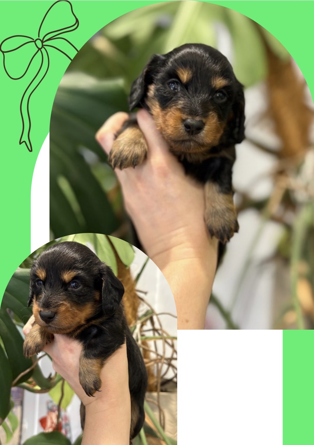 Miniature Long Hair Dachshund Puppies — photo 2