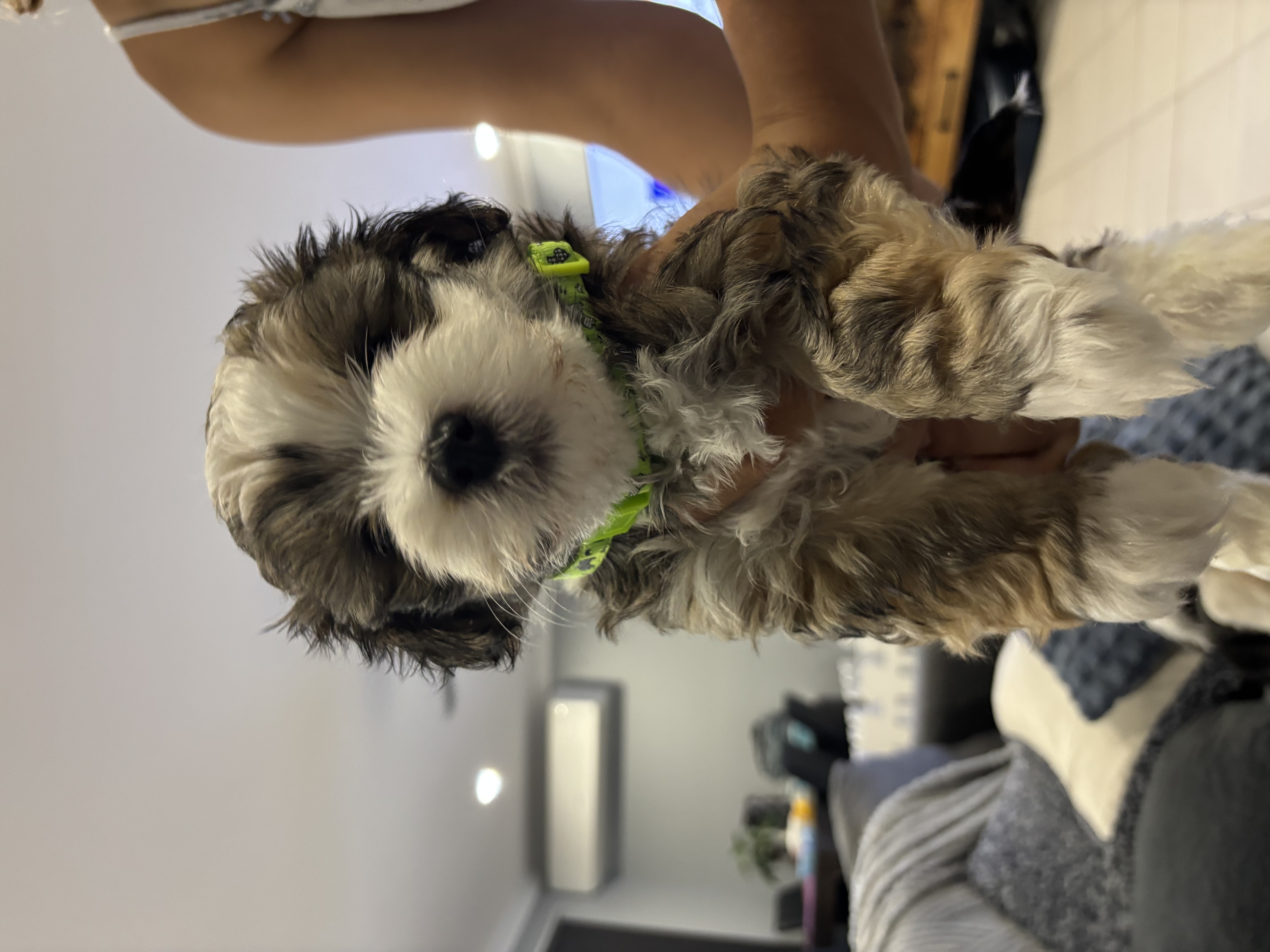 Havanese Puppies — photo 4