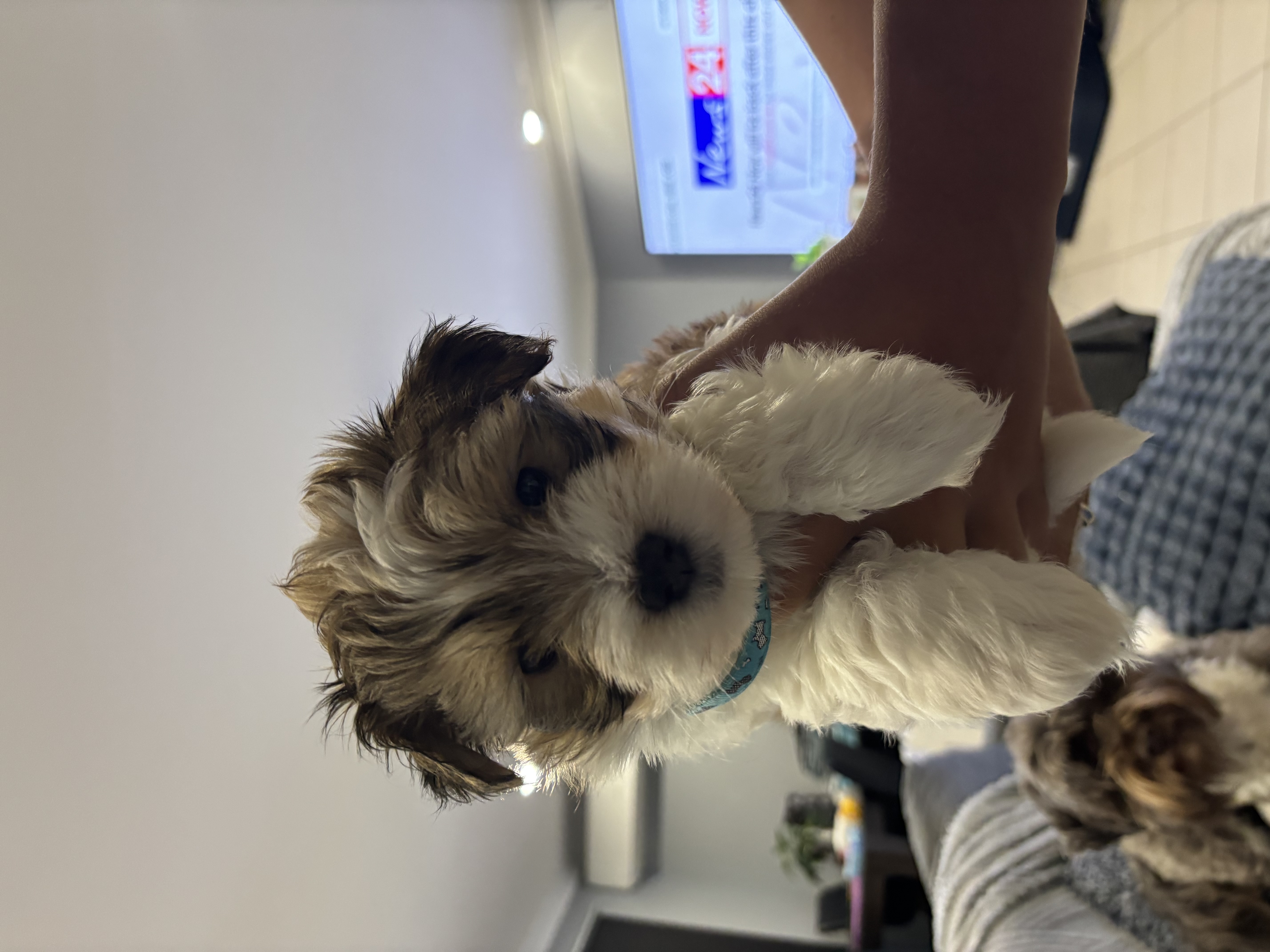 Havanese Puppies — photo 1
