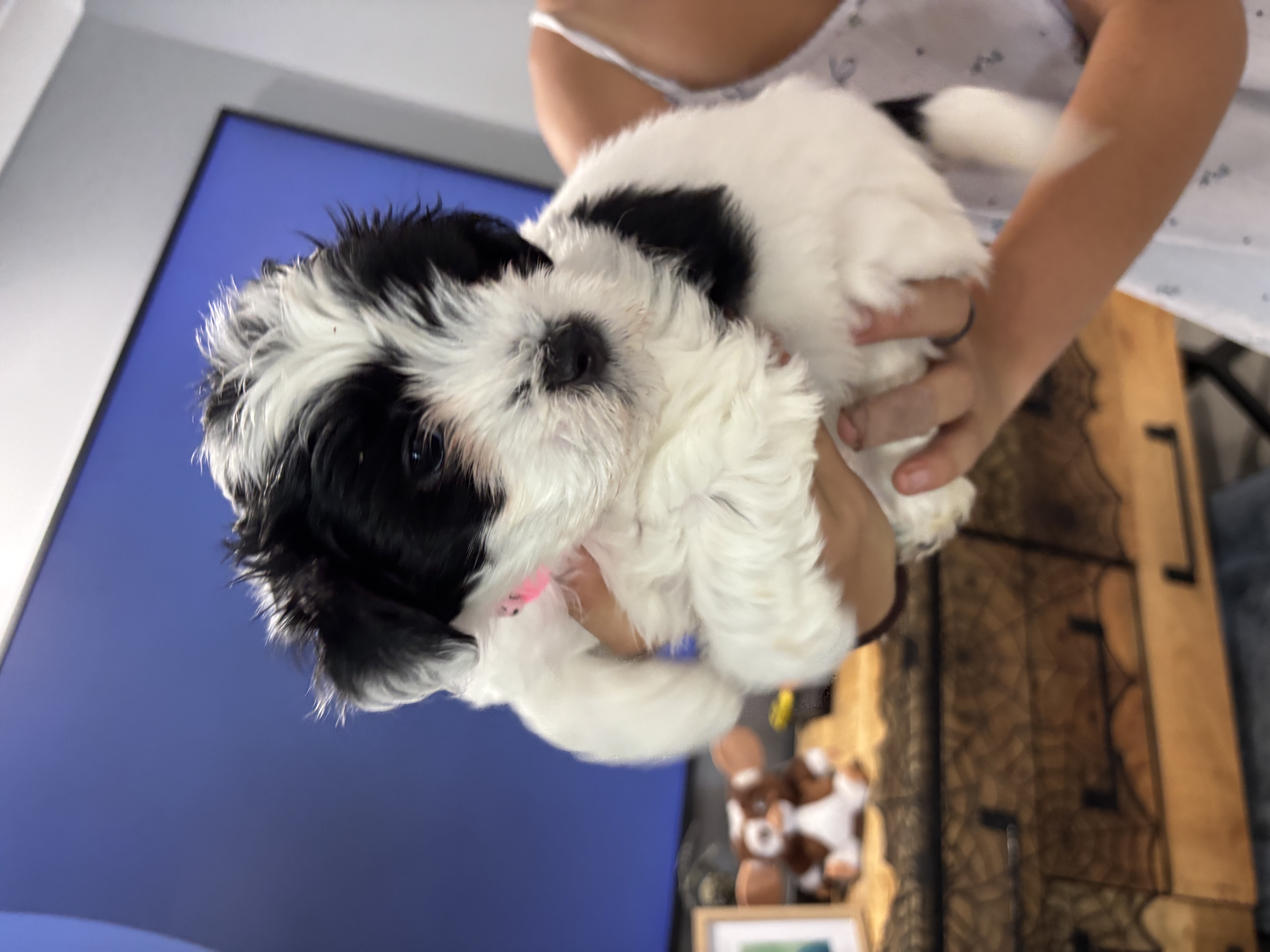 Havanese Puppies — photo 5
