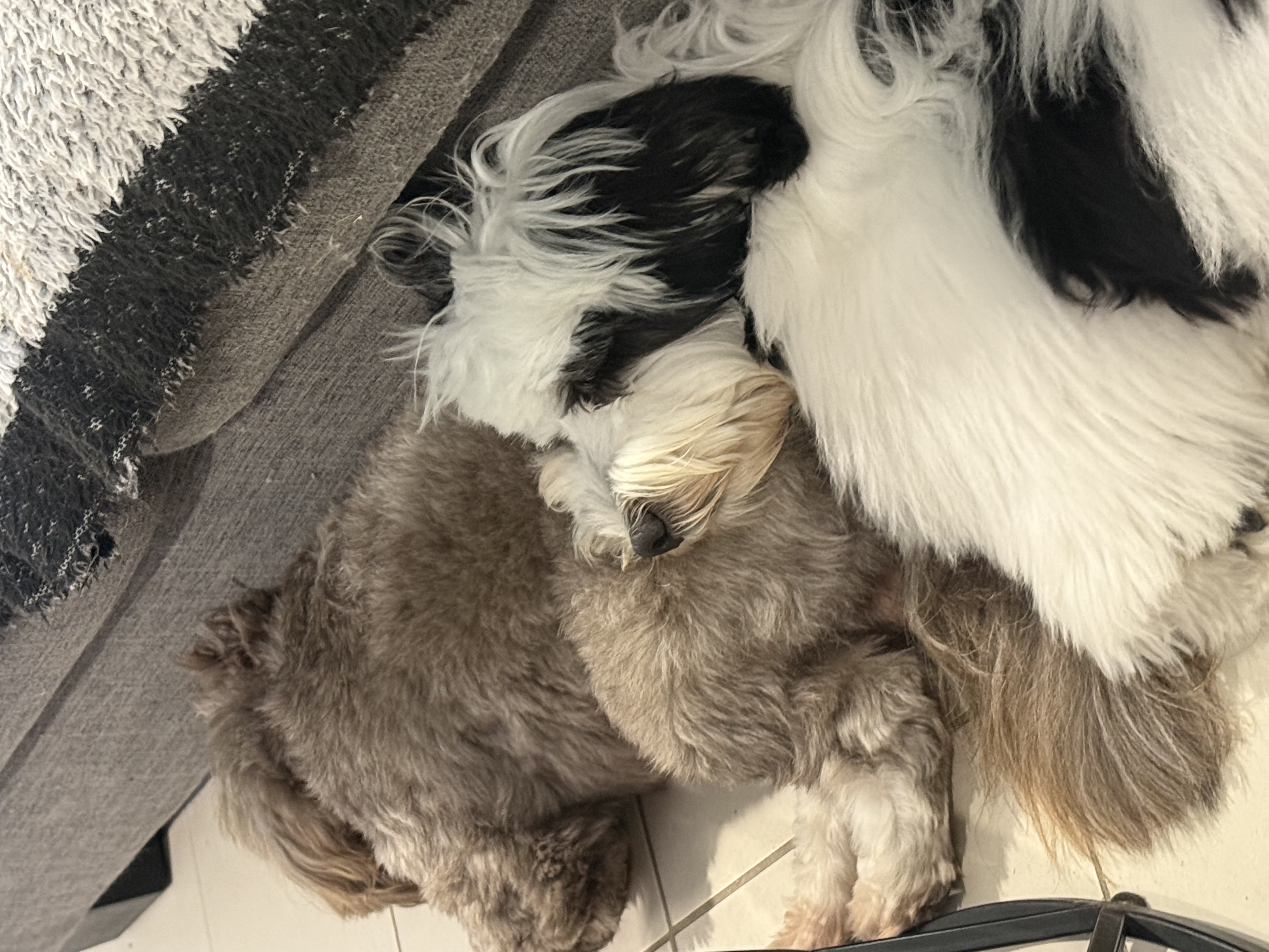 Mother — Panda — photo 4 of 5