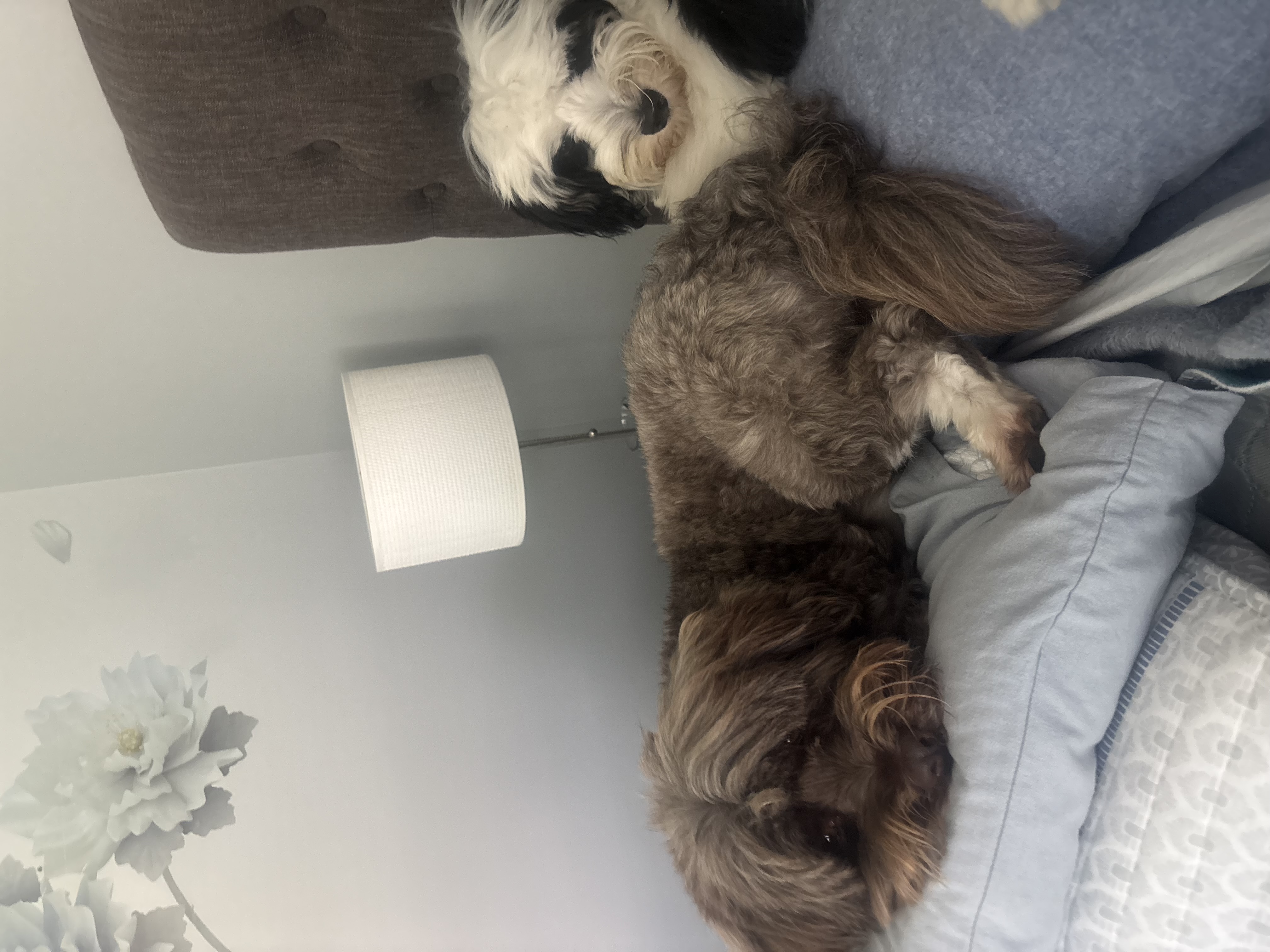 Father — Chewbacca - Chewie for short — photo 4 of 4